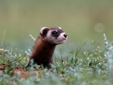 Romanya 'nın doğal habitatı Dobrogea' da Steppe gelincikleri (Mustela eversmanii)
