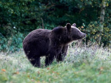 Avrasya kahverengi ayısı (Ursus arctos arctos), Avrupa kahverengi ayısı olarak da bilinir.