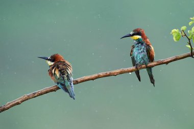 Yağmurlu gün doğal ortamlarında Avrupa arı kuşugiller (arı kuşu Apiaster)