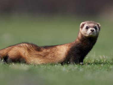 Romanya 'nın doğal habitatı Dobrogea' da Steppe gelincikleri (Mustela eversmanii)
