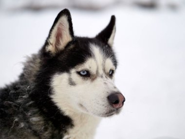 Sibirya Husky köpek portre Kışın açık