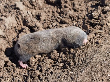 lesser mole rat ( nannospalax leucodon ) in natural habitat clipart
