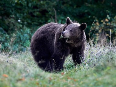 Avrasya kahverengi ayısı (Ursus arctos arctos), Avrupa kahverengi ayısı olarak da bilinir.