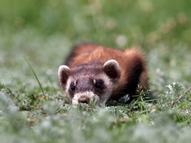 Romanya 'nın doğal habitatı Dobrogea' da Steppe gelincikleri (Mustela eversmanii)