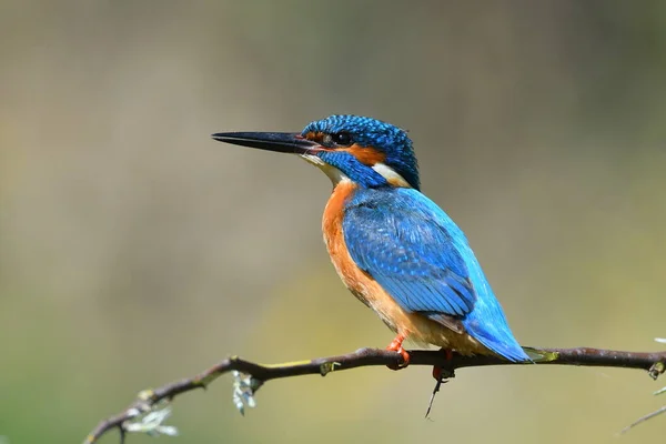 Eisvogel Alcedo Atthis Natürlichem Lebensraum — Stockfoto