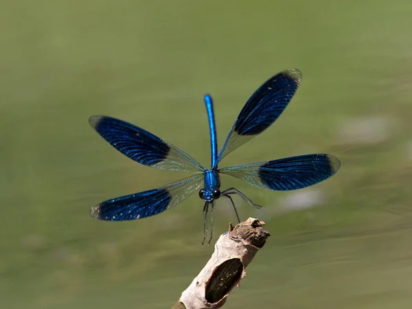 Dragonfly Outdoor Summer Coleopteres Splendens — Stock Photo, Image