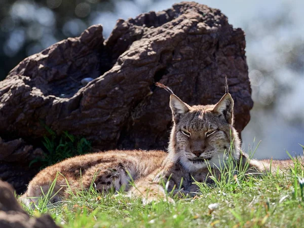 ユーラシア リンクス屋外自然生息地に隠された野生動物 Lynx Lynx — ストック写真