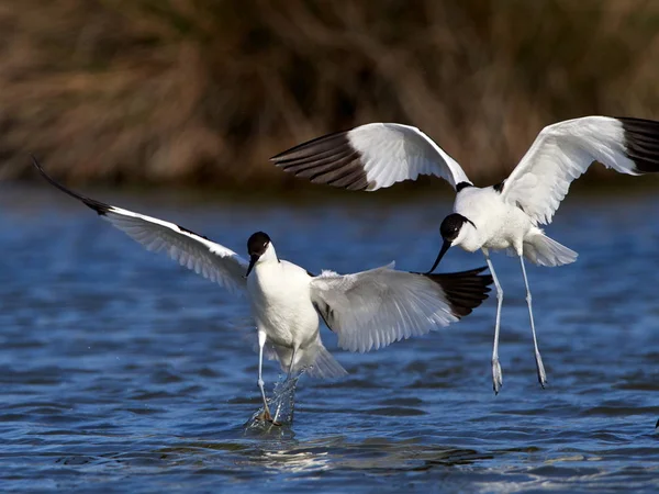 Pied Avocet Recurvirostra Avosetta Sjøen Ved Migrasjon – stockfoto