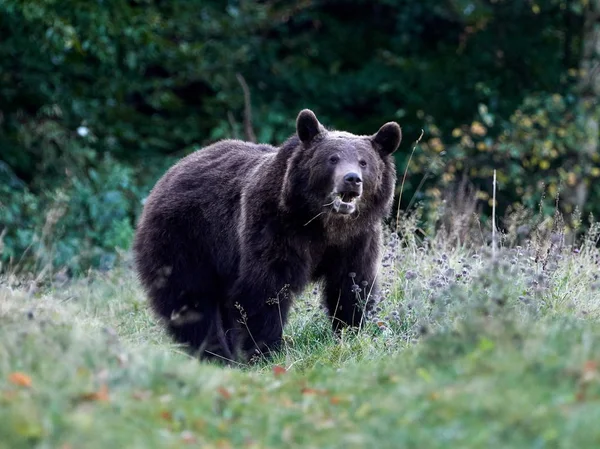 Urso Pardo Eurasiático Ursus Arctos Arctos Também Conhecido Como Urso — Fotografia de Stock