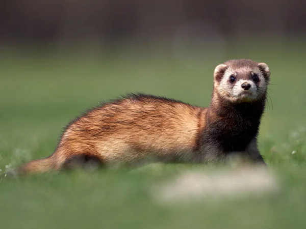 Steppe Weasels Masked Polecats Mustela Eversmanii Natural Habitat Dobrogea Roménia — Fotografia de Stock