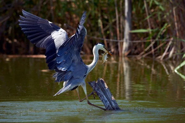 Pêche Héron Gris Dans Habitat Naturel Ardea Cinerea — Photo