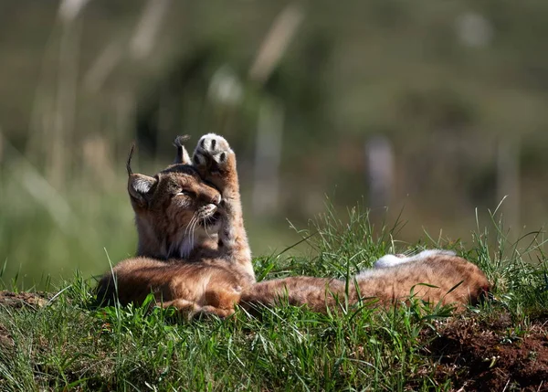 Eurasian Lynx Outdoor Wild Animal Hidden Nature Habitat Lynx Lynx — Stock Photo, Image