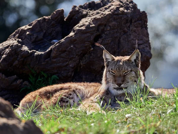 Euraziatische Lynx Outdoor Wild Dier Verborgen Natuur Habitat Lynx Lynx — Stockfoto