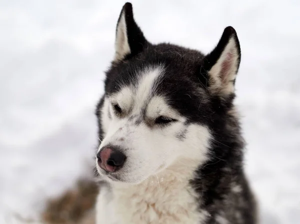 Siberian Husky Pies Portret Odkryty Zimie — Zdjęcie stockowe