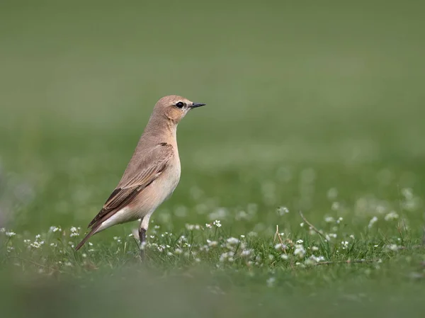 Tapuit Lat Oenantne Isabelina Veld Het Voorjaar — Stockfoto