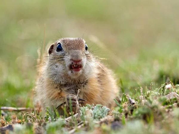 Esquilo Terrestre Europeu Habitat Natural Spermophilus Citellus — Fotografia de Stock