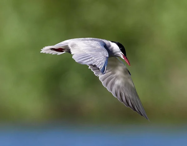 Flussseeschwalbe Chlidonias Hybrida Auf Der Flucht Gefangen — Stockfoto