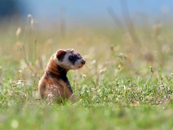 Estepa Polecat Mustela Eversmanii Hábitat Natural —  Fotos de Stock