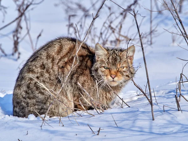 冬の自然の生息地でヨーロッパの山猫 — ストック写真