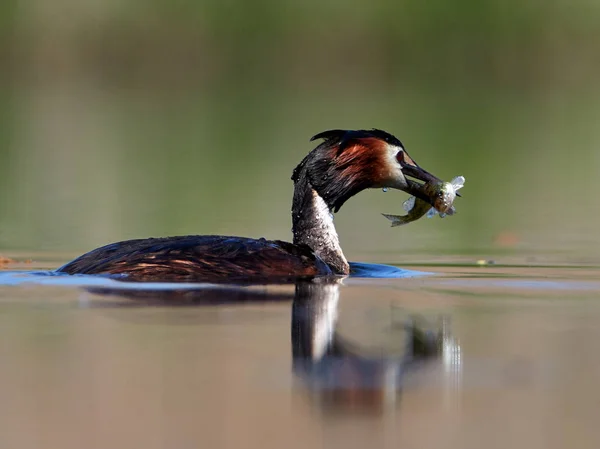 Water Bird Lake Podiceps Cristatus — Stock Photo, Image