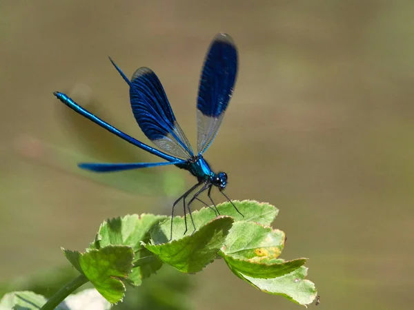 Dragonfly Είναι Υπαίθρια Καλοκαίρι Coleopteres Splendens — Φωτογραφία Αρχείου