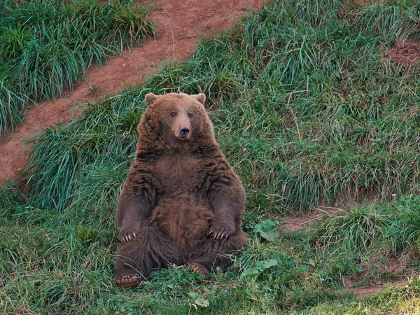 Oso Pardo Euroasiático Ursus Arctos Arctos También Conocido Como Oso — Foto de Stock