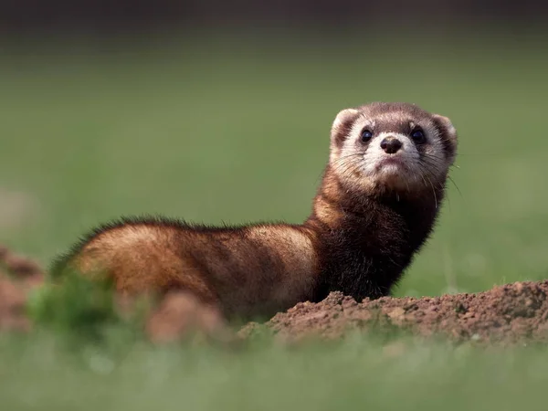 Steppe Weasels Masked Polecats Mustela Eversmanii Natural Habitat Dobrogea Roménia — Fotografia de Stock