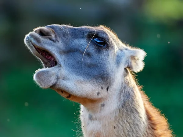 Lama Engraçado Close Retrato — Fotografia de Stock