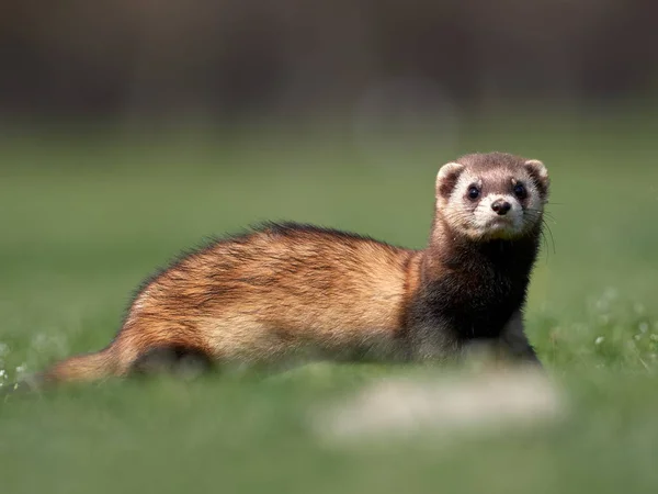 Steppe Wezels Gemaskerde Polecaten Mustela Eversmanii Natuurlijke Habitat Dobrogea Roemenië — Stockfoto