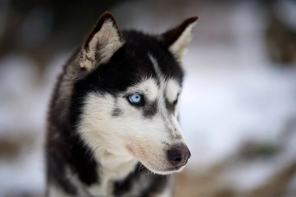 Siberian Husky Dog Portrait Outdoor Winter — Stock Photo, Image