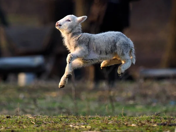 春のフィールドで実行してかわいい子羊 — ストック写真