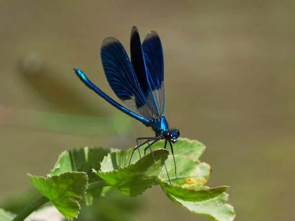 Dragonfly Είναι Υπαίθρια Καλοκαίρι Coleopteres Splendens — Φωτογραφία Αρχείου