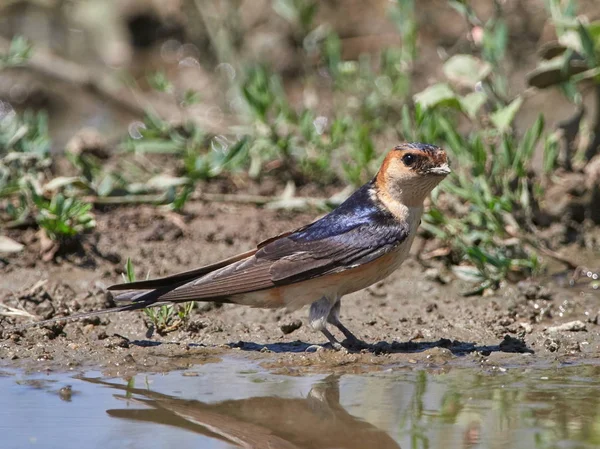 Roodstuitzwaluw Cecropis Daurica Rusten Grond Zijn Leefgebied — Stockfoto