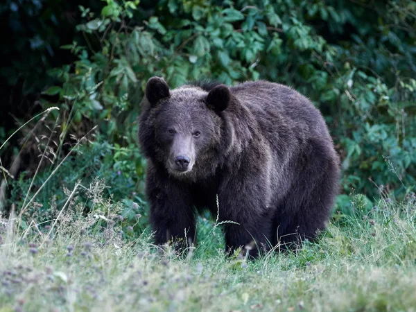 Urso Pardo Eurasiático Ursus Arctos Arctos Também Conhecido Como Urso — Fotografia de Stock