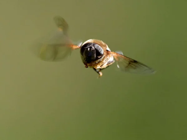 Flyga Flygning Närbild — Stockfoto