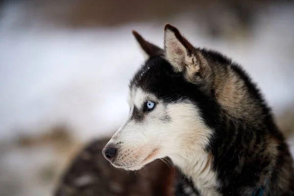 Sibirischer Husky Winter Freien — Stockfoto