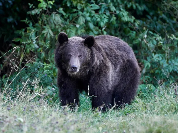 Eurasiatisk Brunbjörn Ursus Arctos Arctos Även Känd Som Den Europeiska — Stockfoto