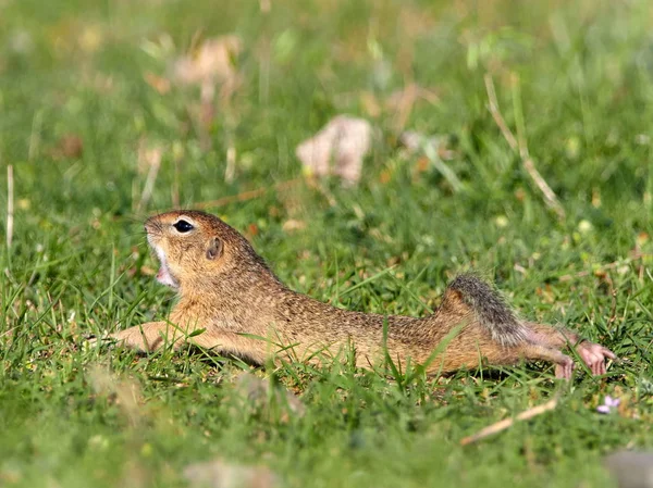 Europeiska Marken Ekorre Naturliga Habitat Spermophilus Citellus — Stockfoto