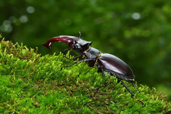 Stag Beetle (Lucanus cervus) in natural forest habitat