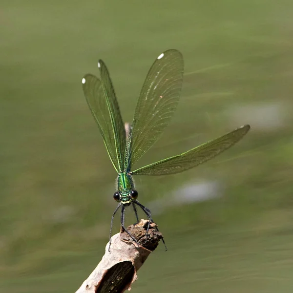 Dragonfly Είναι Υπαίθρια Καλοκαίρι Coleopteres Splendens — Φωτογραφία Αρχείου