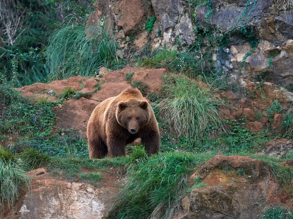 Eurasian brown bear (Ursus arctos arctos), also known as the European brown bear