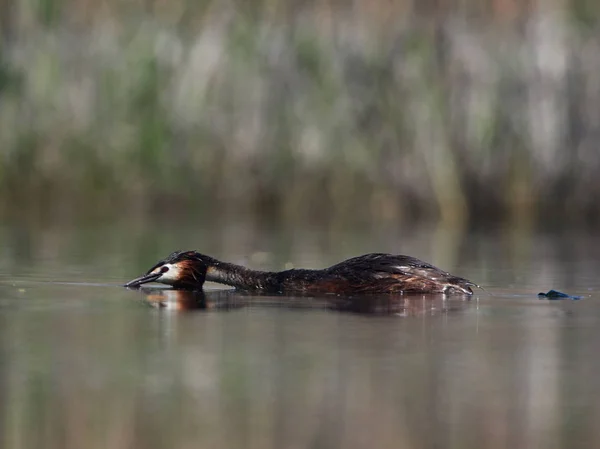 Pájaro Acuático Lago Podiceps Cristatus —  Fotos de Stock