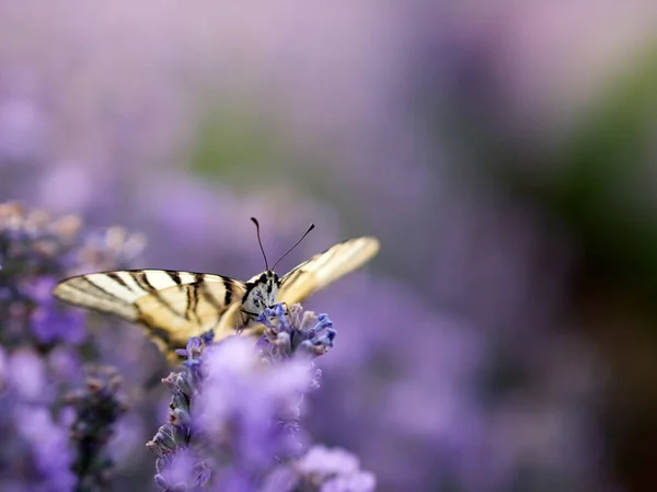 Butterfly Blooming Lavender Field Scarce Swallowtail — Stock Photo, Image