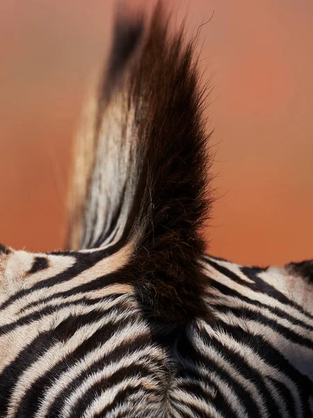 Pelle Zebra Africana Sfondo Zebra Strisce Bianco Nero — Foto Stock