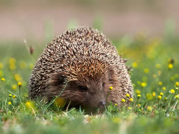 Riccio Europeo Erinaceus Europaeus Nell Habitat Natuirale — Foto Stock