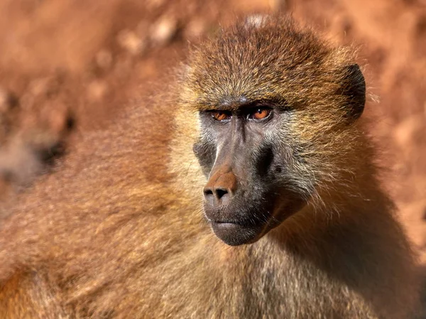 Komik Maymun Portre Yakın Çekim — Stok fotoğraf