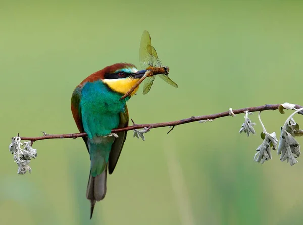 Abejero Europeo Merops Apiaster Hábitat Natural — Foto de Stock