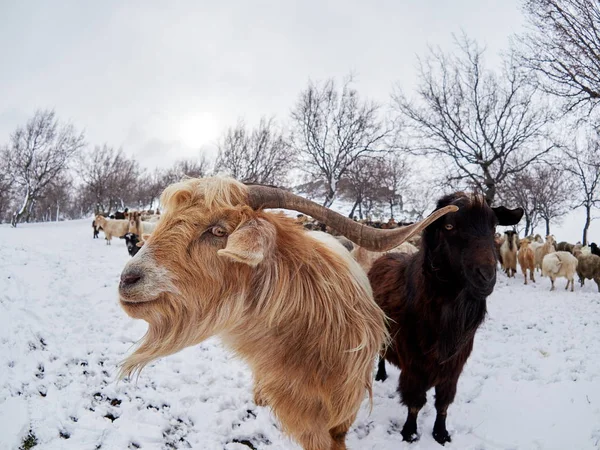 Capre Domestiche All Aperto Inverno — Foto Stock