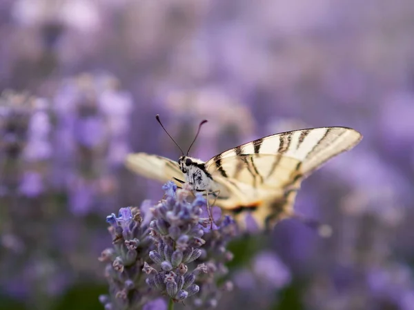 Butterfly Blooming Lavender Field Scarce Swallowtail — Stock Photo, Image