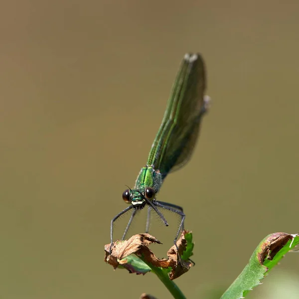 Szitakötő Coleopteres Splendens Nyáron Szabadtéri — Stock Fotó